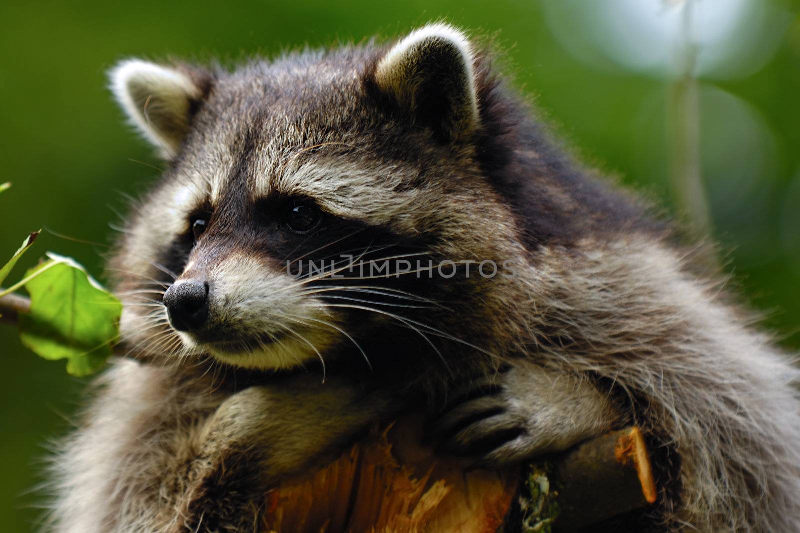 Sad raccoon by cfoto