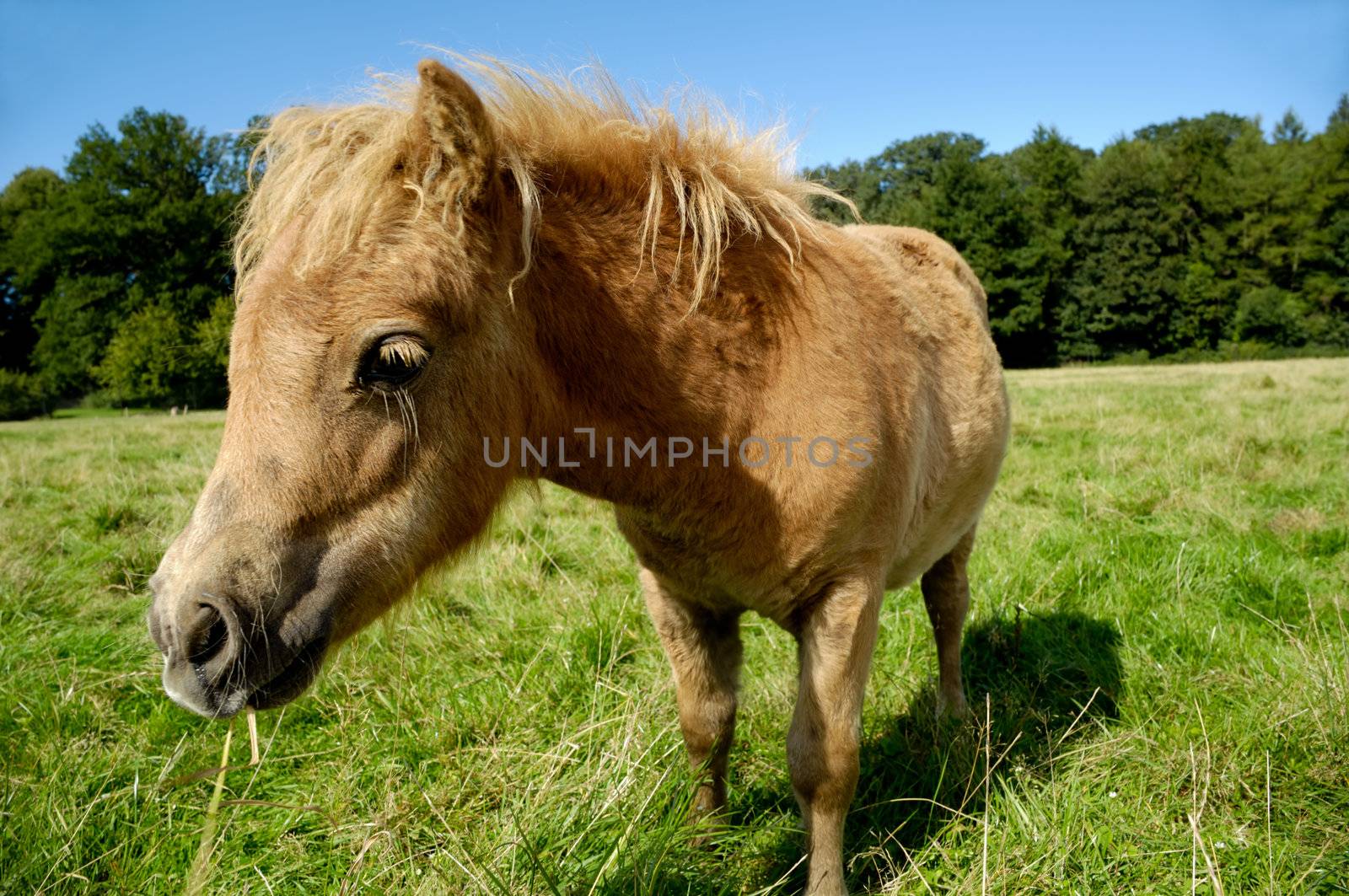 Foal is eating grass by cfoto