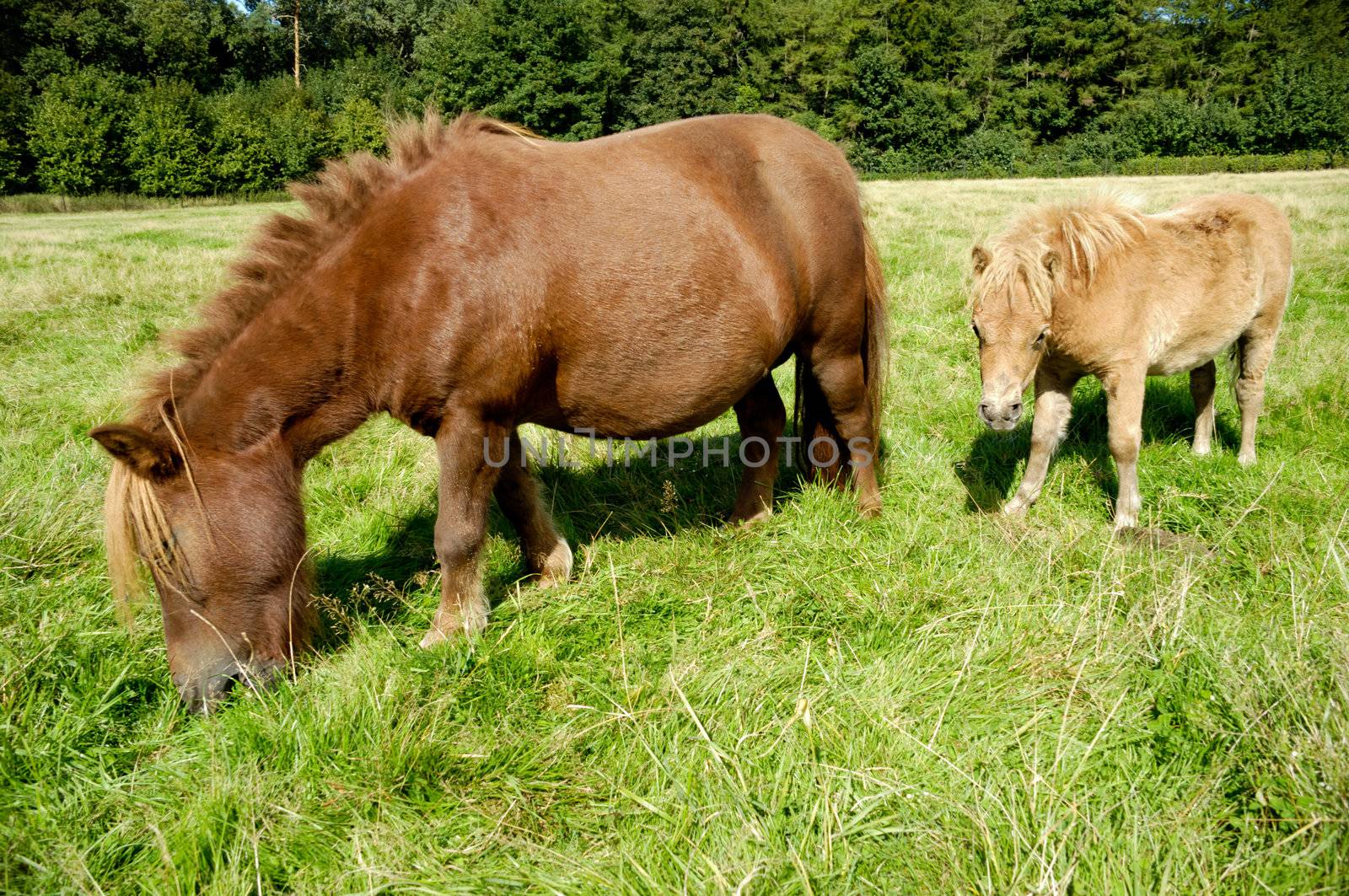 A sweet young horse with its mother eating green grass field.