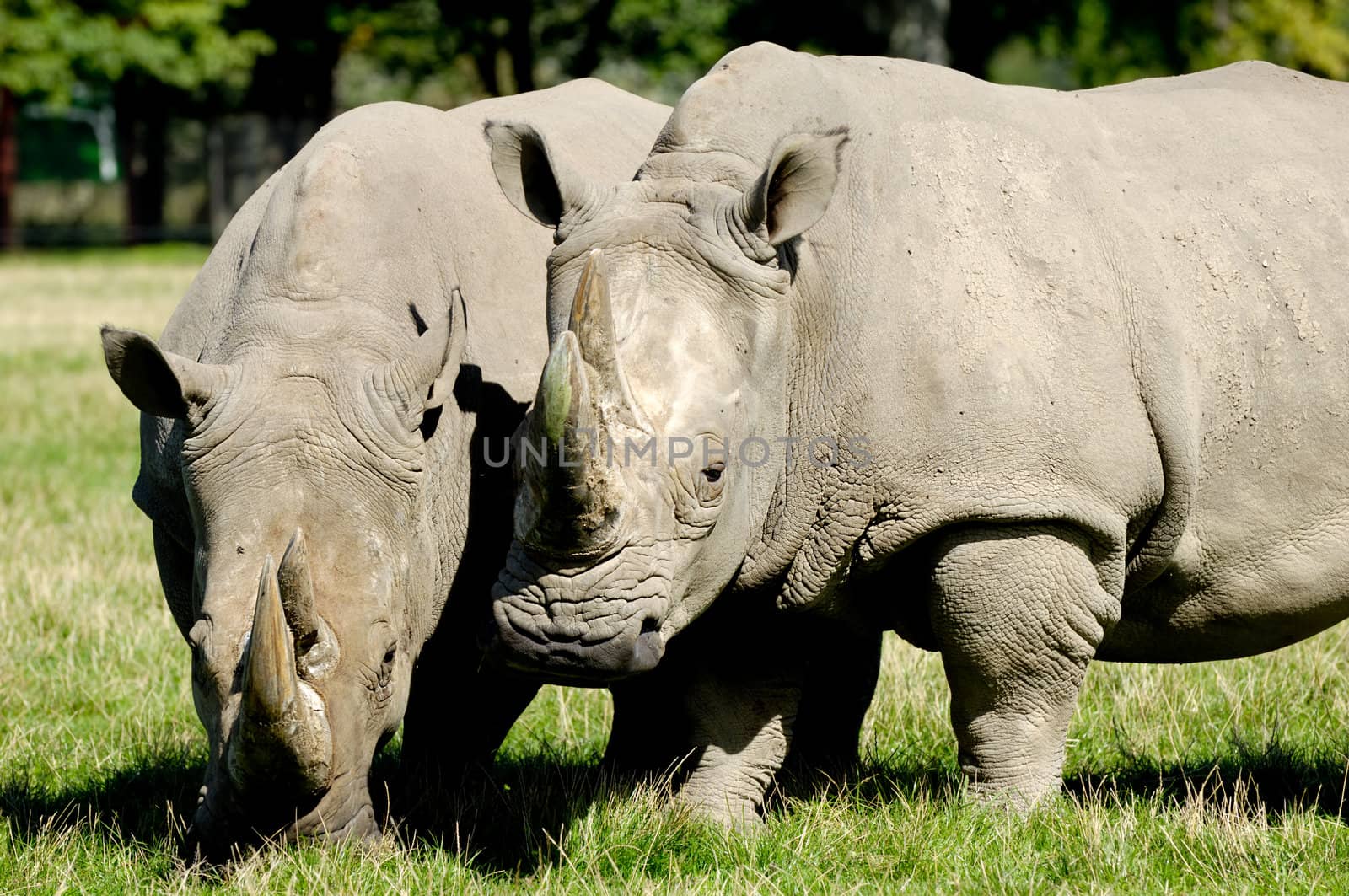 Two rhino is standing and looking on green grass