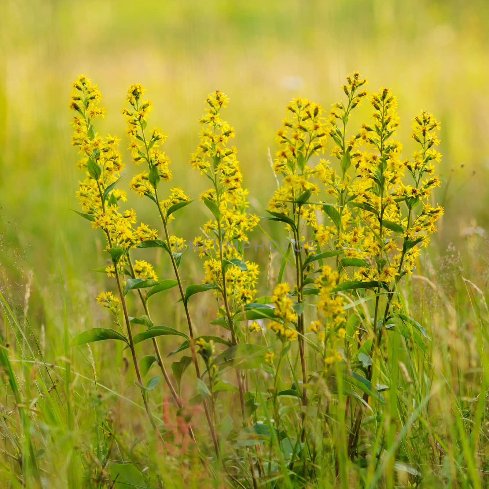 Herb. golden-rod close up.