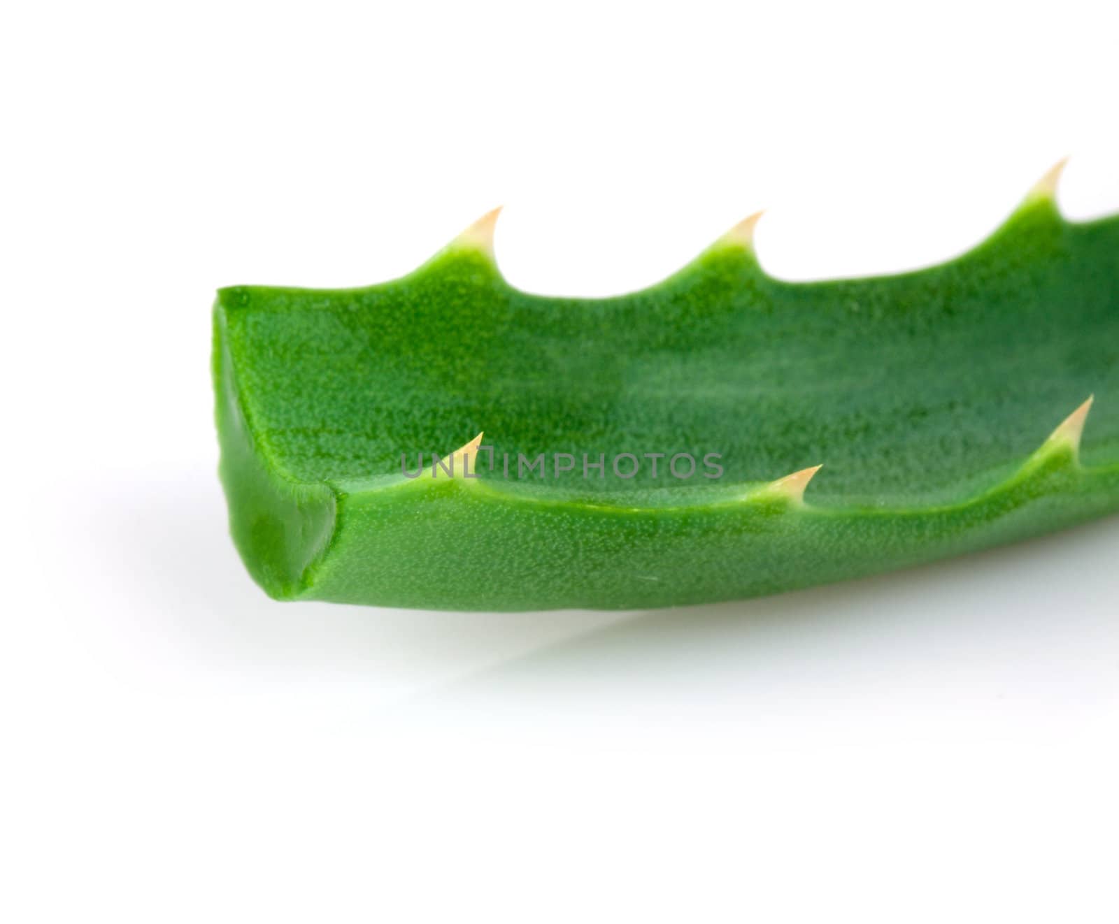 Aloe plant isolated on phite