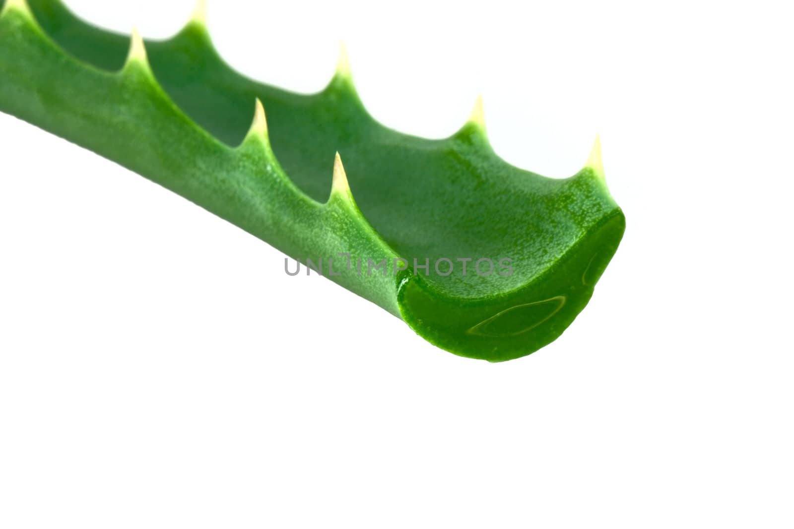 Aloe plant isolated on phite