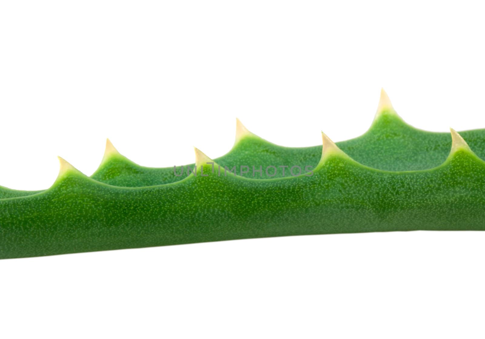 Aloe plant isolated on phite