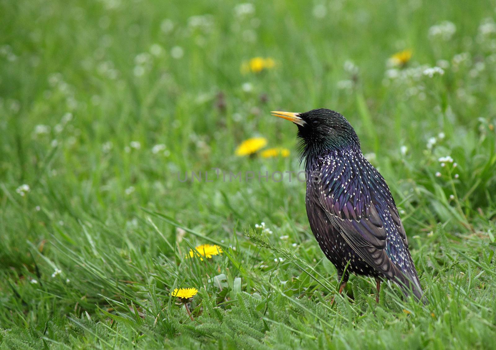 starling in green grass by romantiche