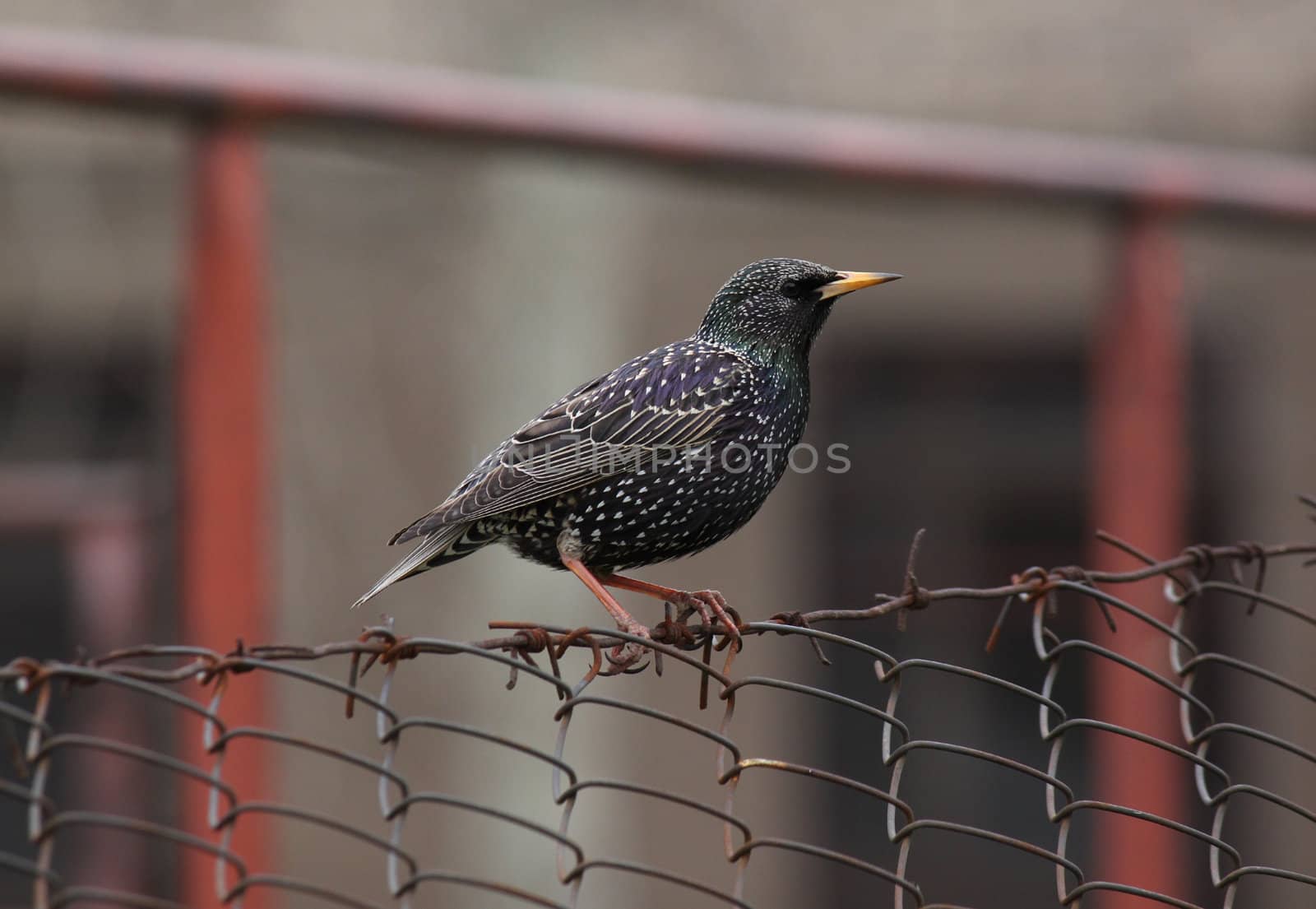 european starling sitting on fence