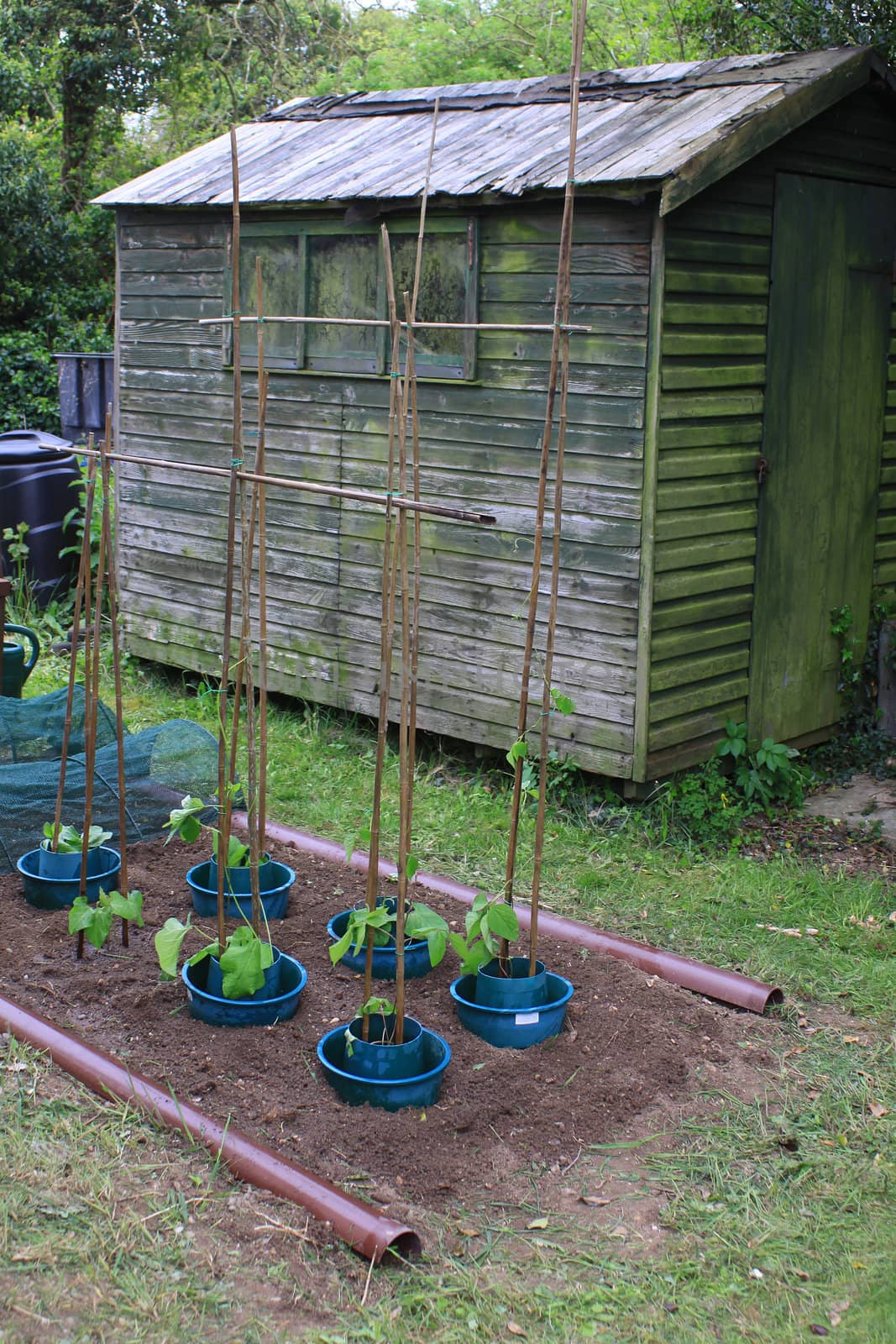 A freshly dug vegetable plot with runner beans planted in blue plastic protection pots, set in a country garden. A wooden shed stands in the background. A bamboo stake structure has been constructed to support the growing bean plants.