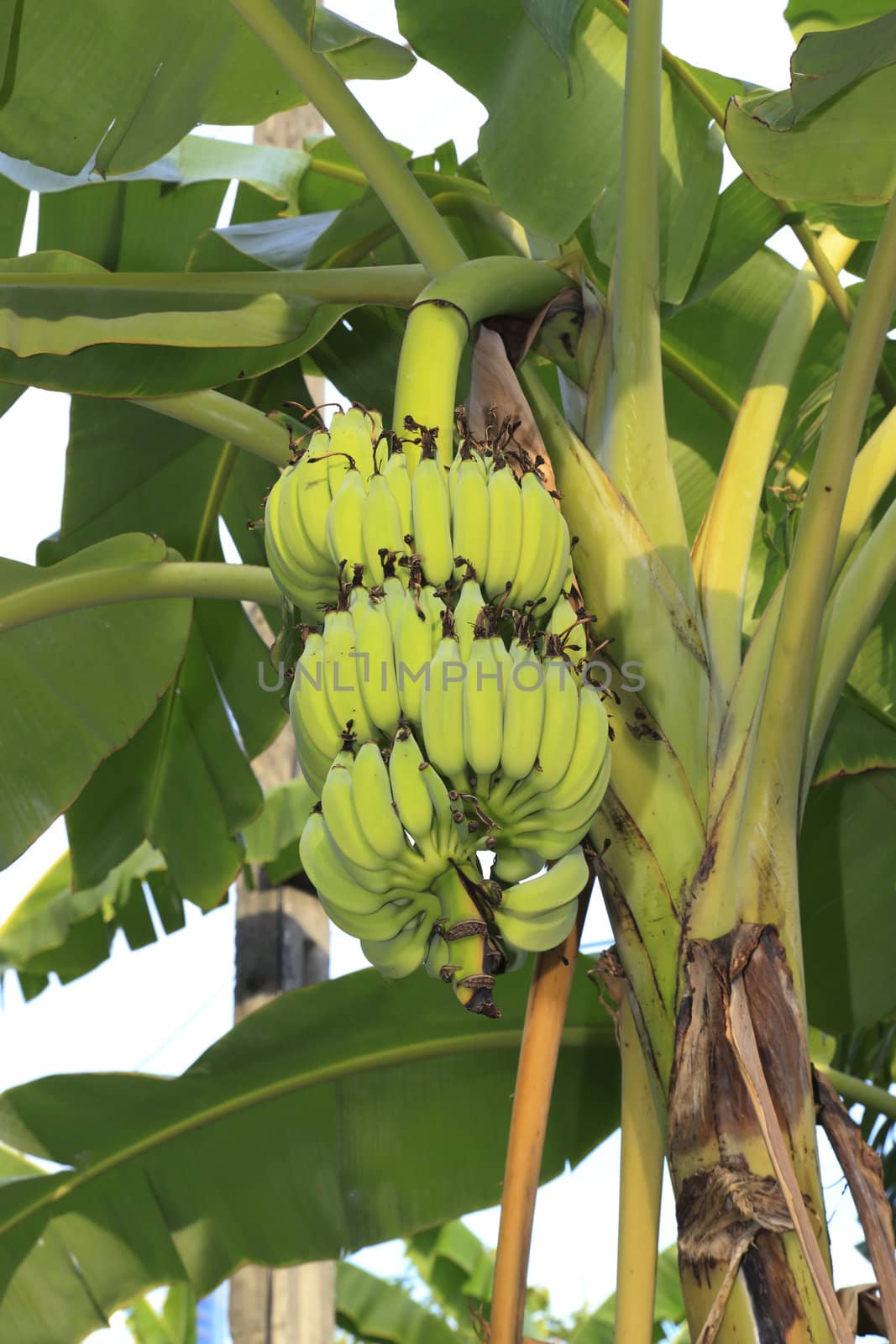 Close up shot of a Banana tree with a bunch of bananas.