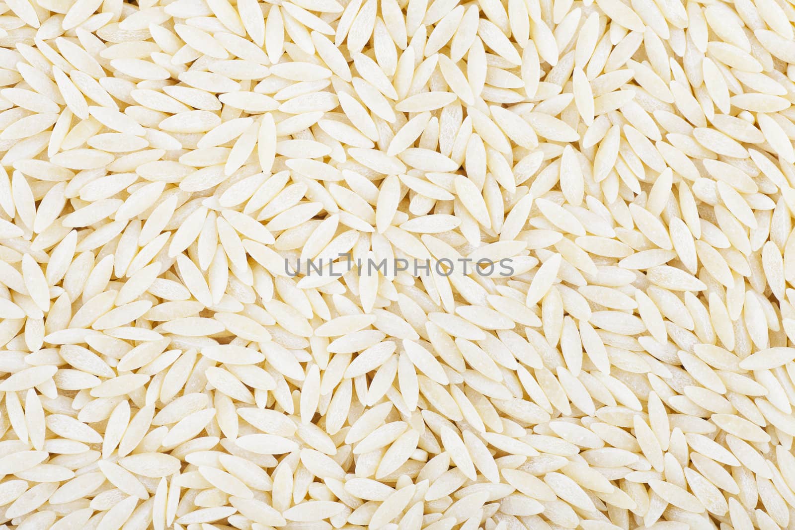 Fresh orzo pasta close-up for background or food texture.