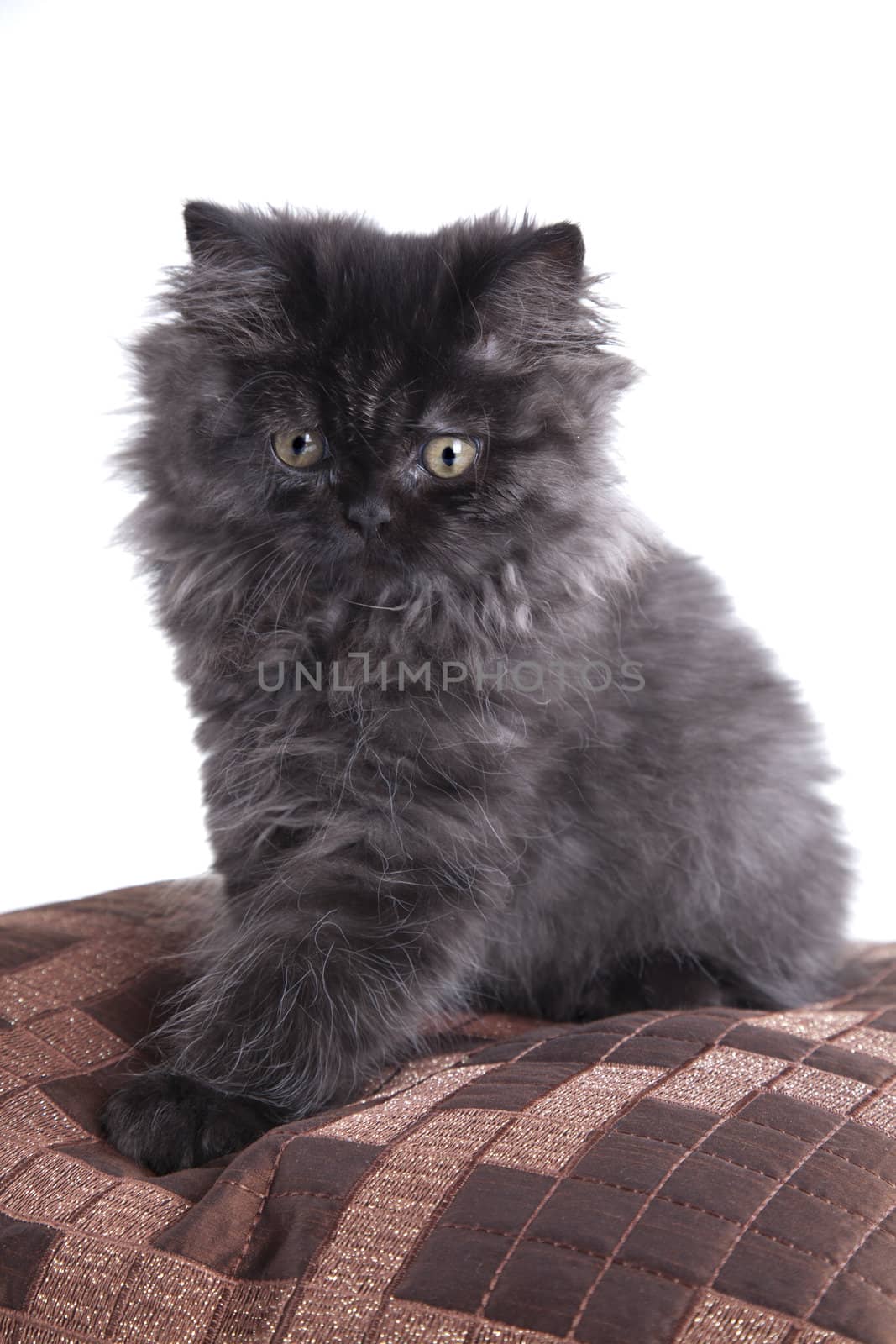 Young Longhair cat