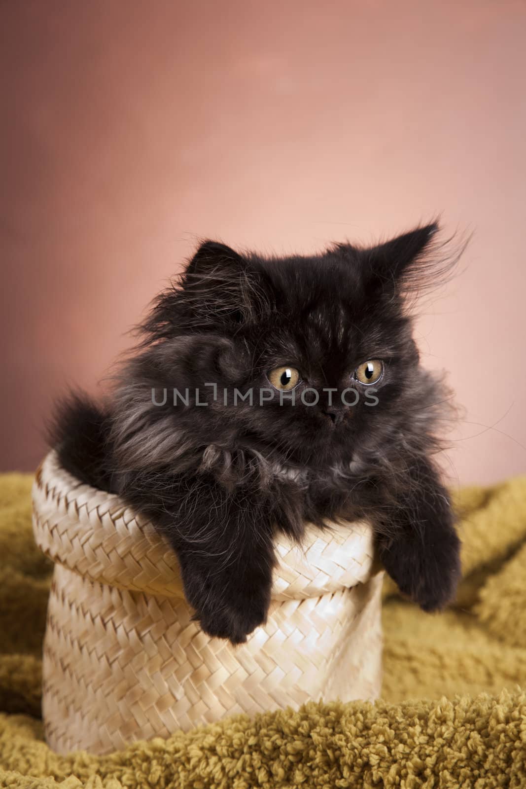 Young Longhair cat