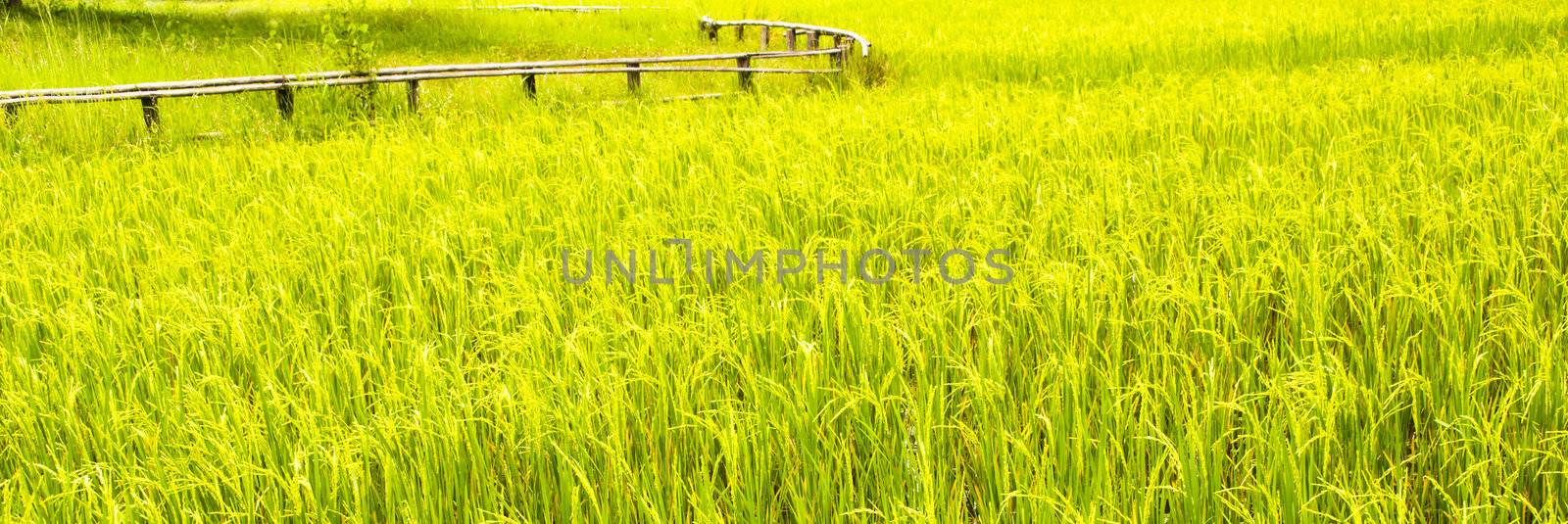 Horizontal shot of a paddy field with a wooden fence