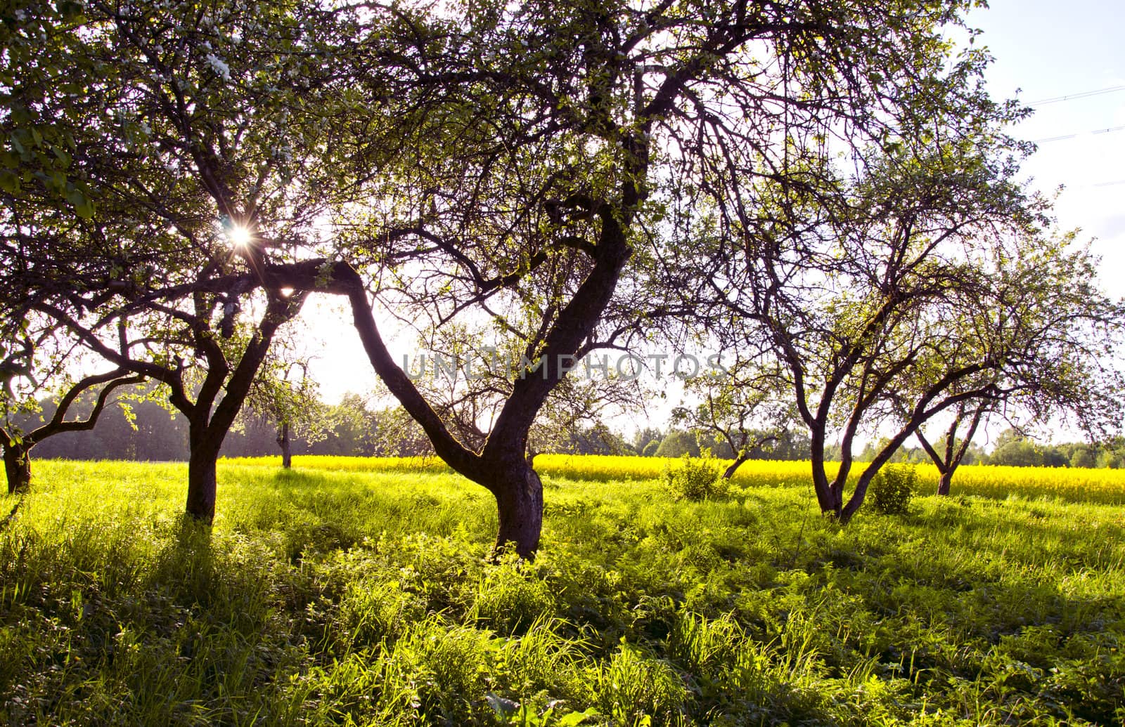 old apple tree in the spring garden and rapes field