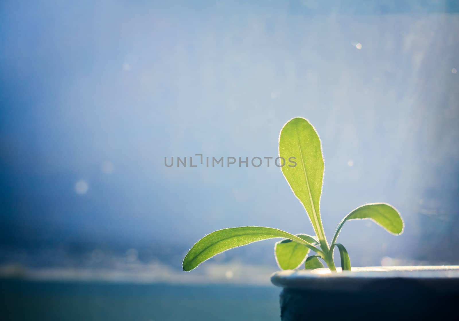 green plant on blue window background by ryhor