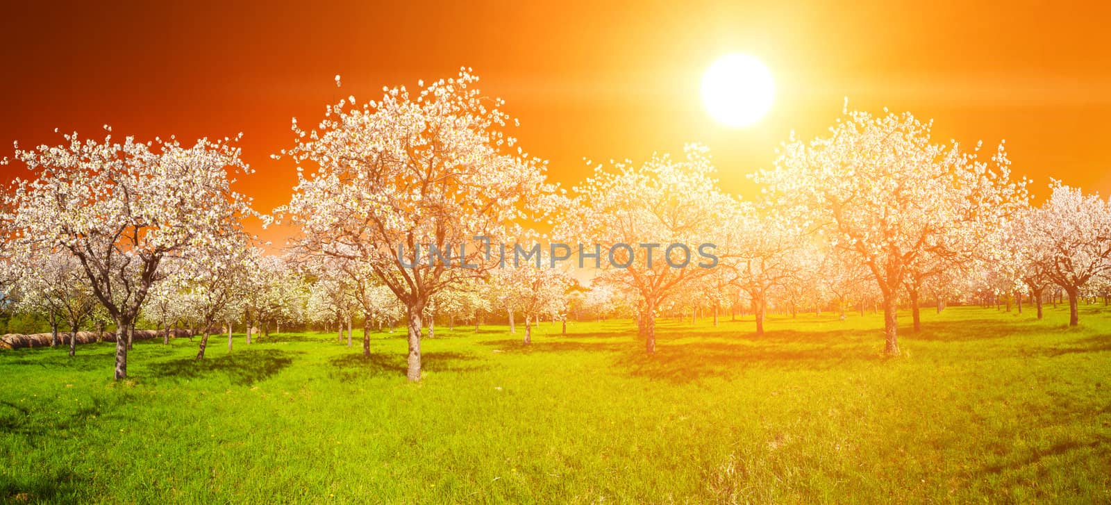 Apple Orchard in the middle of the spring season at sunset. Panoramic photo. 