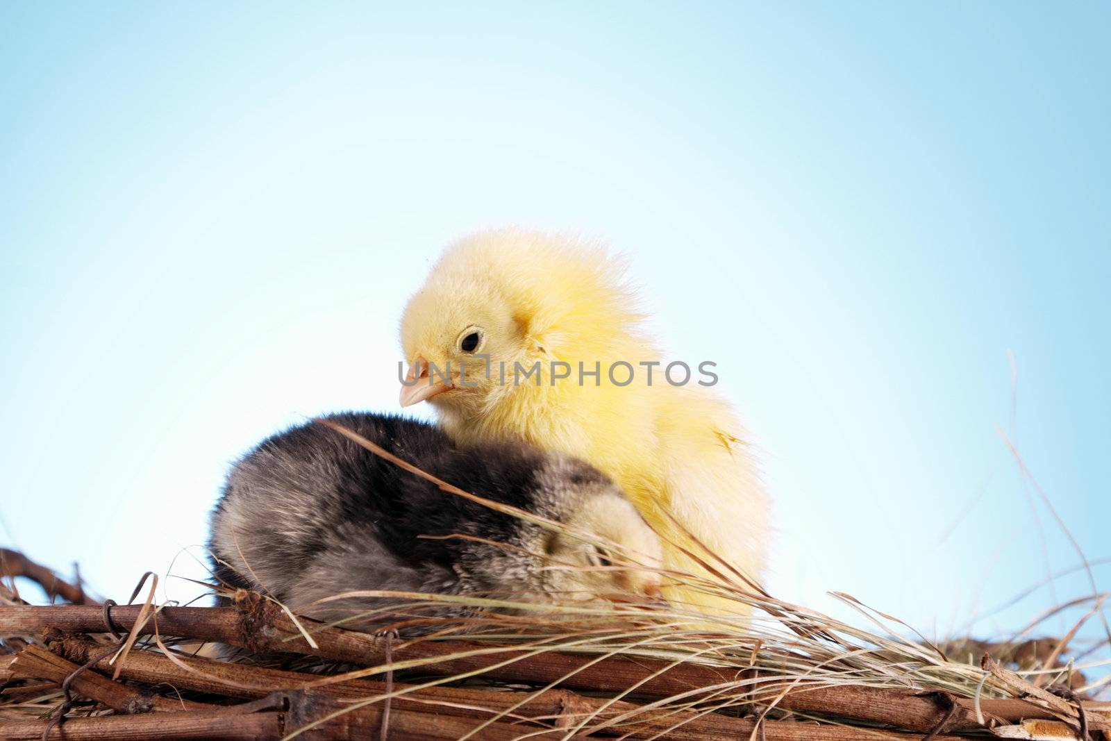 Easter animals