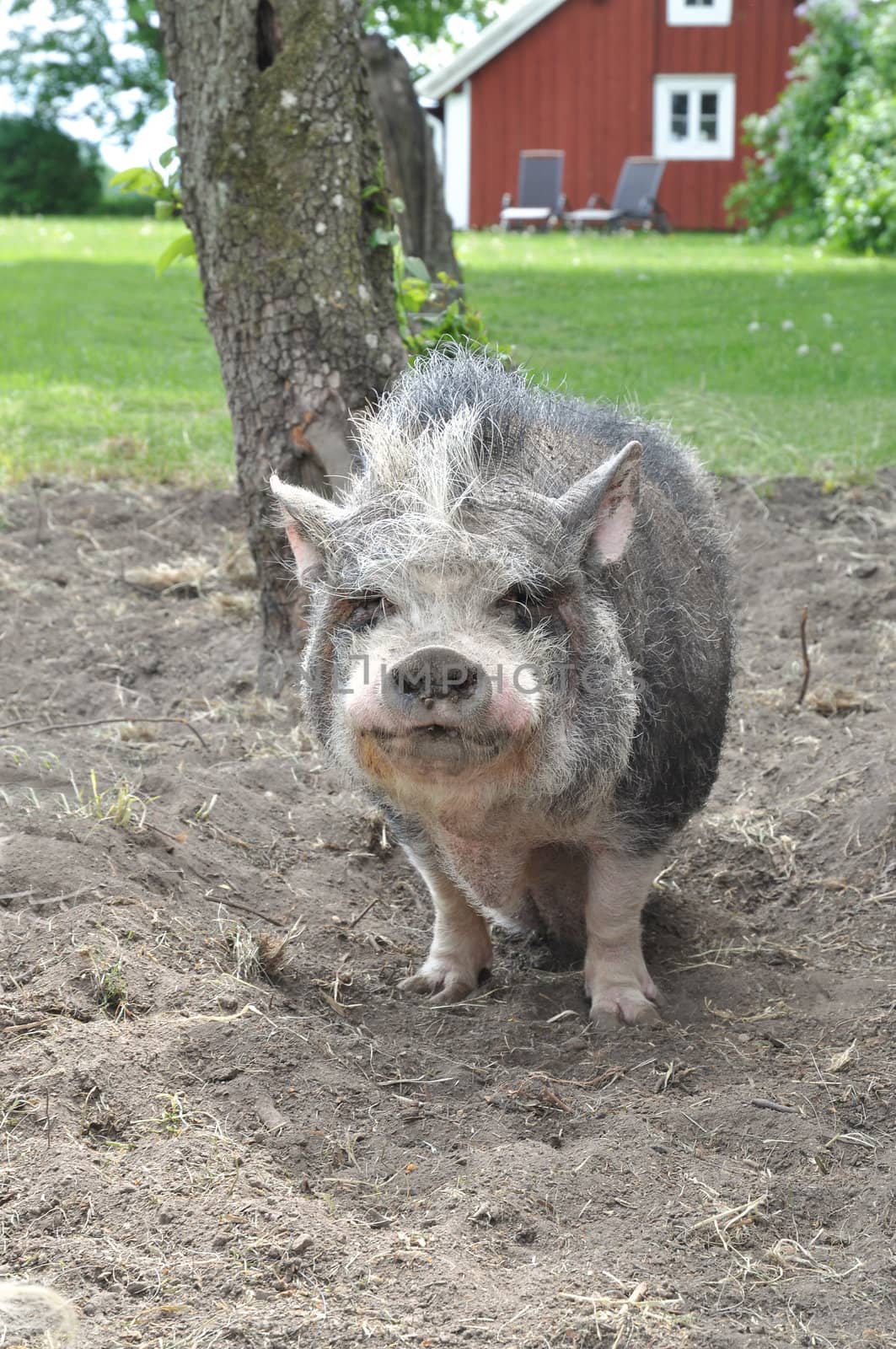 Typical swedish pig walking around in the backyard.