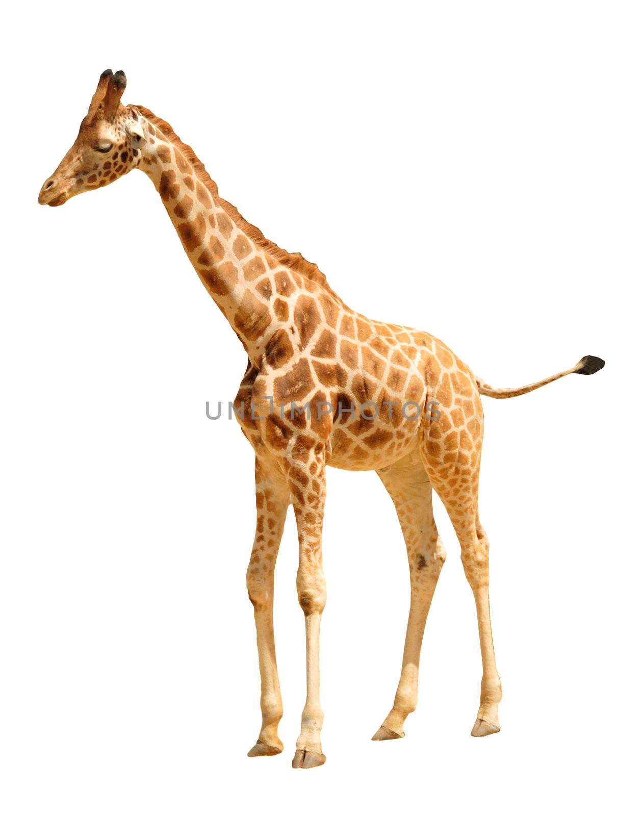 Giraffe isolated on white background