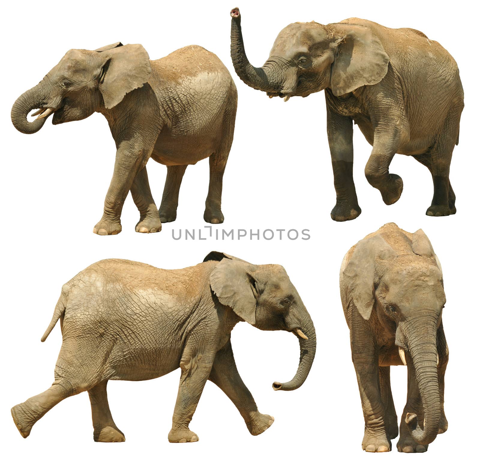 Elephants isolated on white background