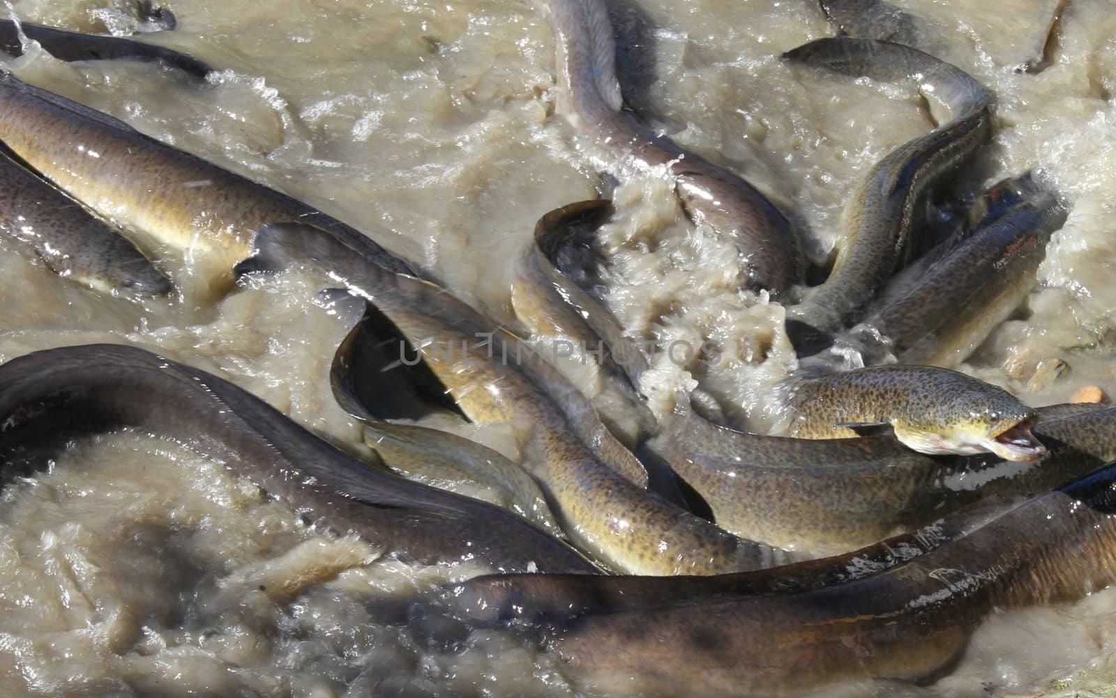 Native Australian Eels fighting over food
