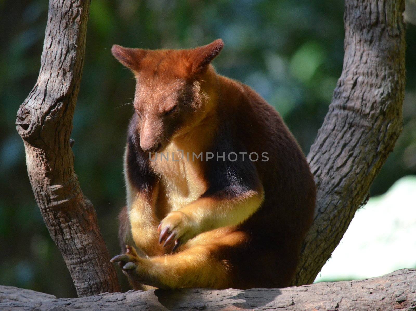 Native Australian Gibson's Tree Kangaroo