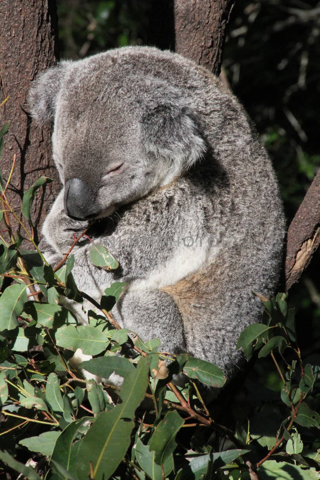 Australian Koala sleeping in a Gum Tree