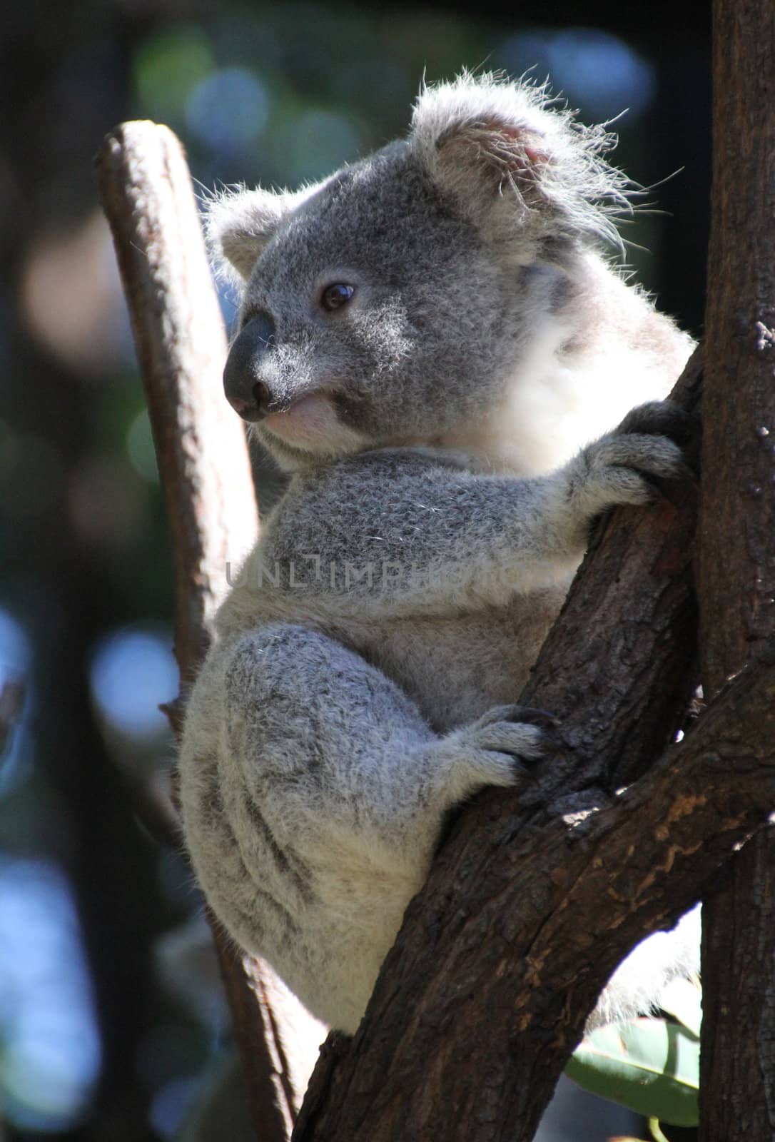 Australian Koala by KirbyWalkerPhotos