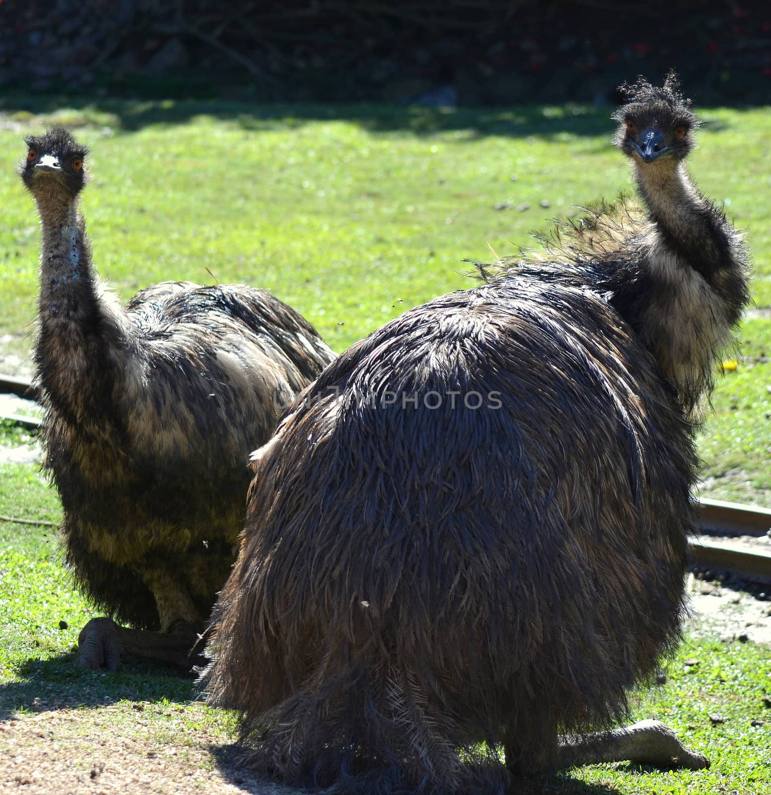 Two Australian Emus sitting in the sun