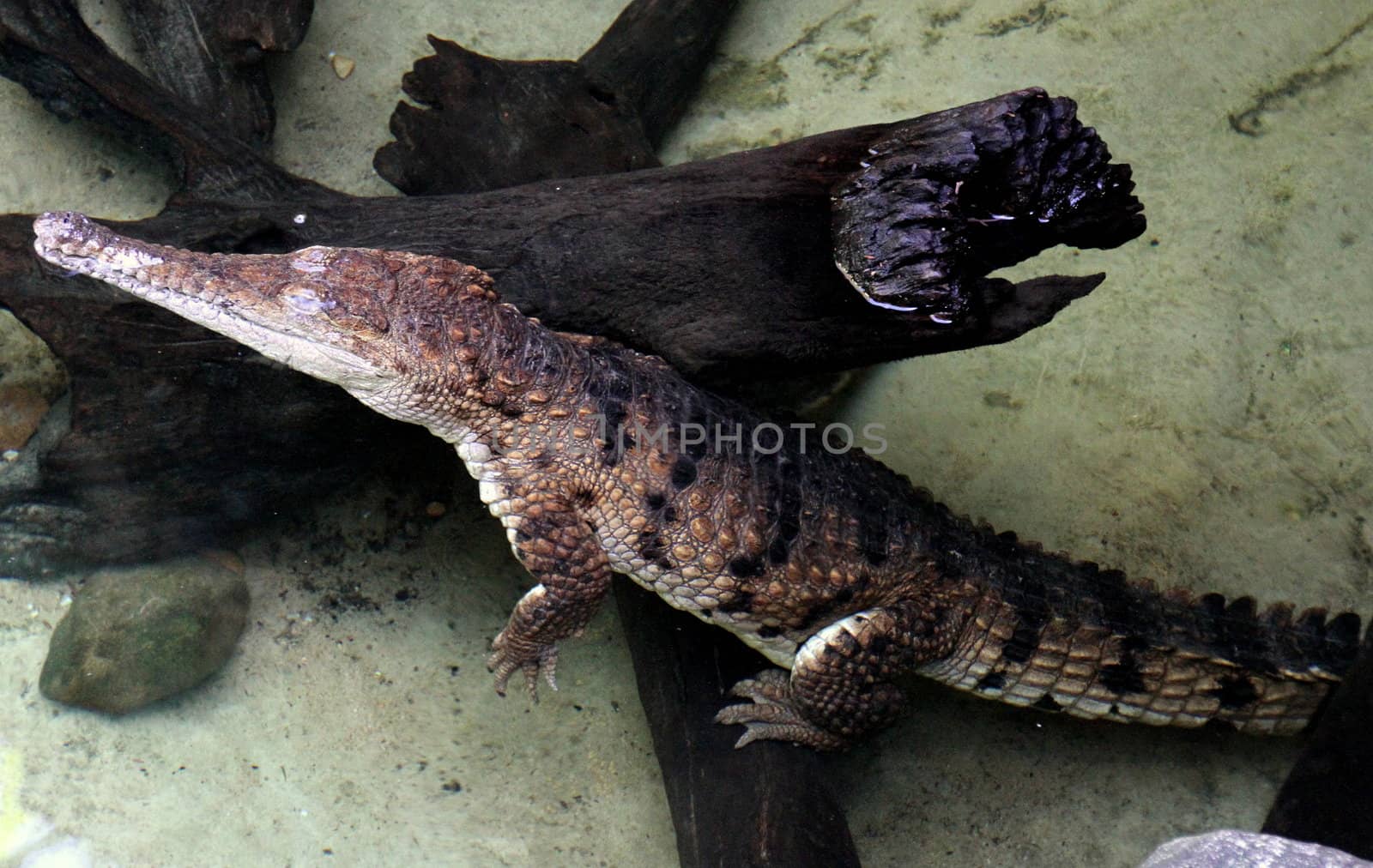 Australian Freshwater Crocodile submerged in water