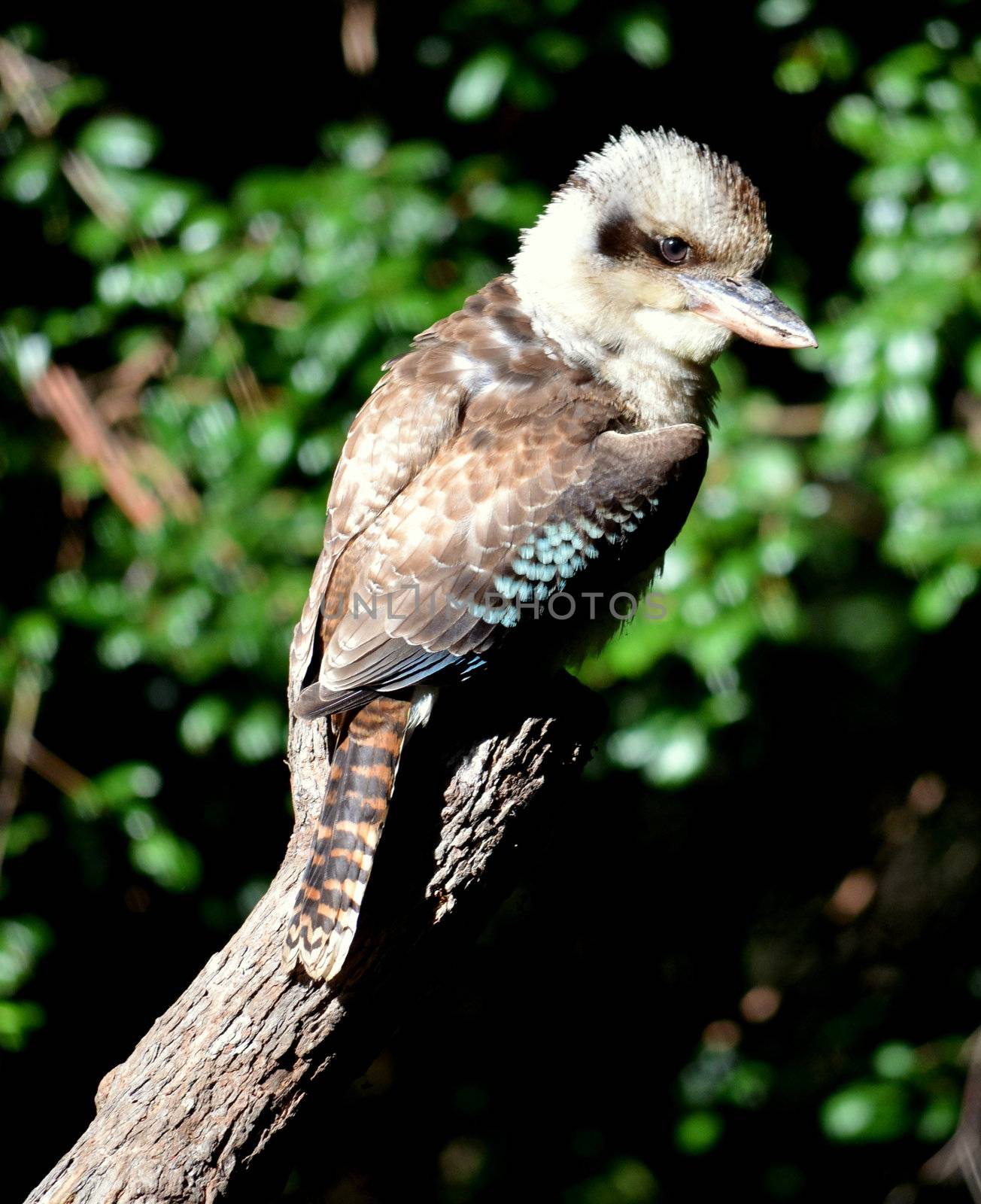 Australian Kookaburra sitting on a tree branch