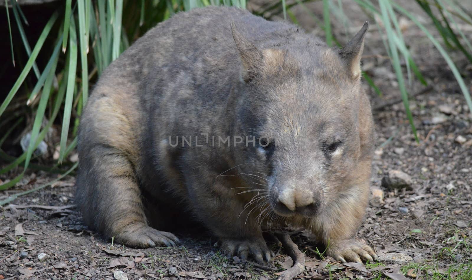 Brown and Grey Native Australian Wombat