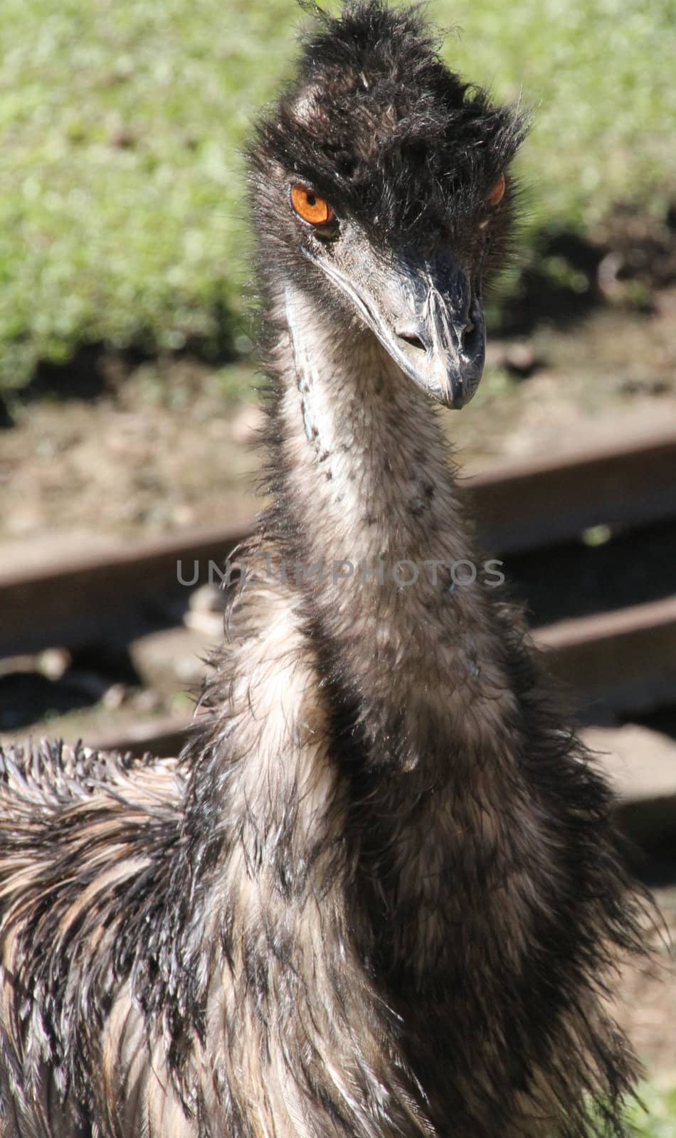 Native Australian Emu staring with big orange eyes