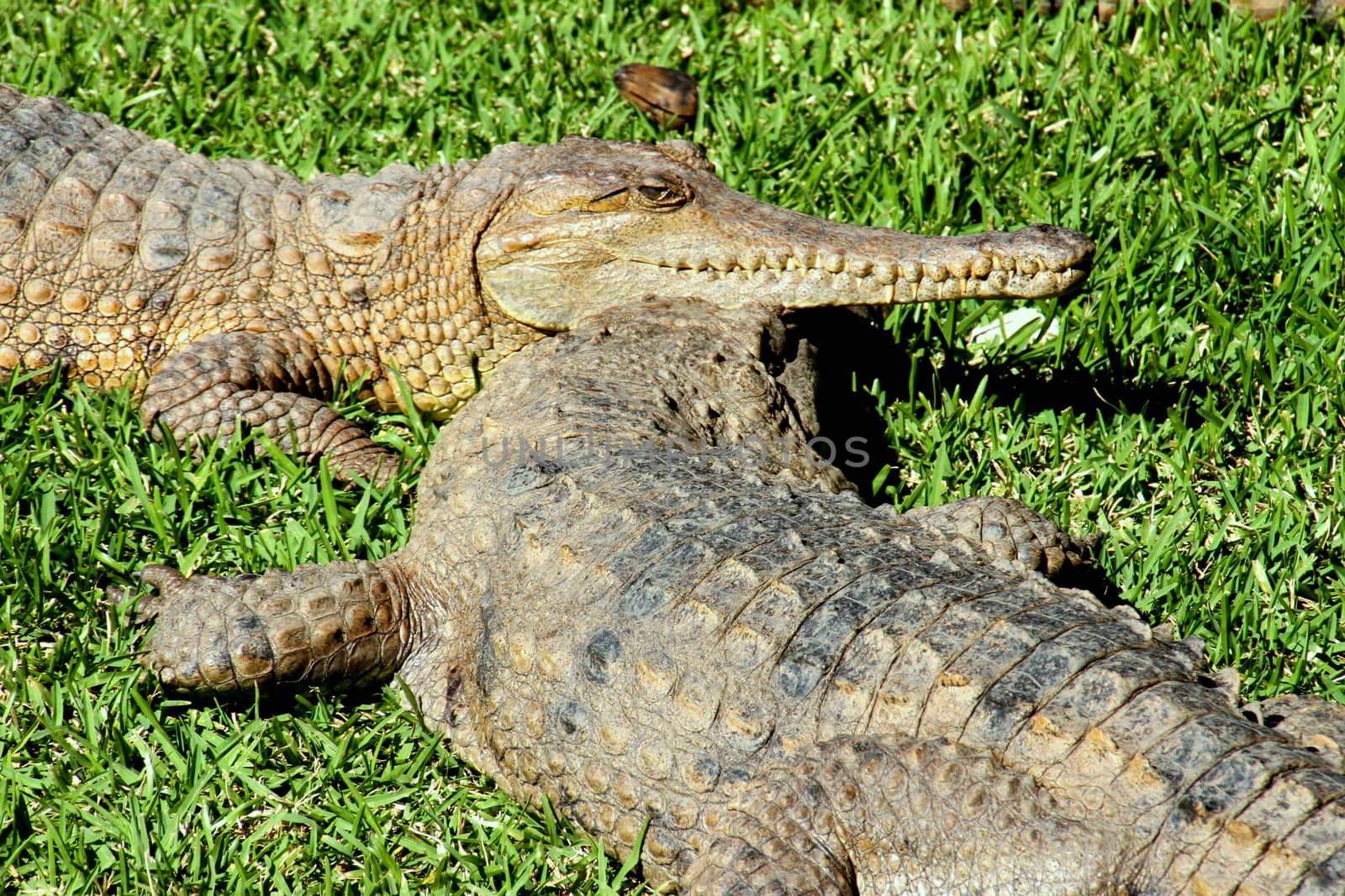 Australian Fresh Water Crocodile by KirbyWalkerPhotos