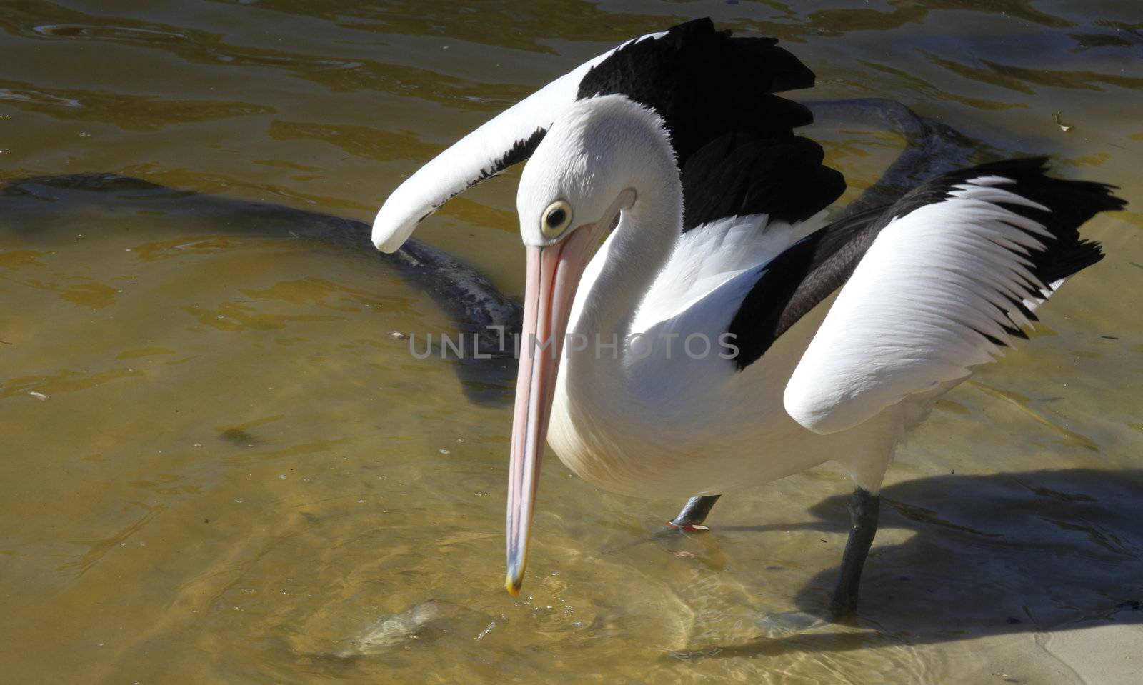 Native Australian Pelican feeding on fish in shallow water