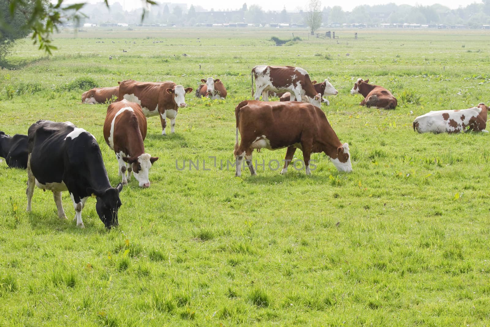 Grazing cows in Dutch country landscape on hazy day in spring