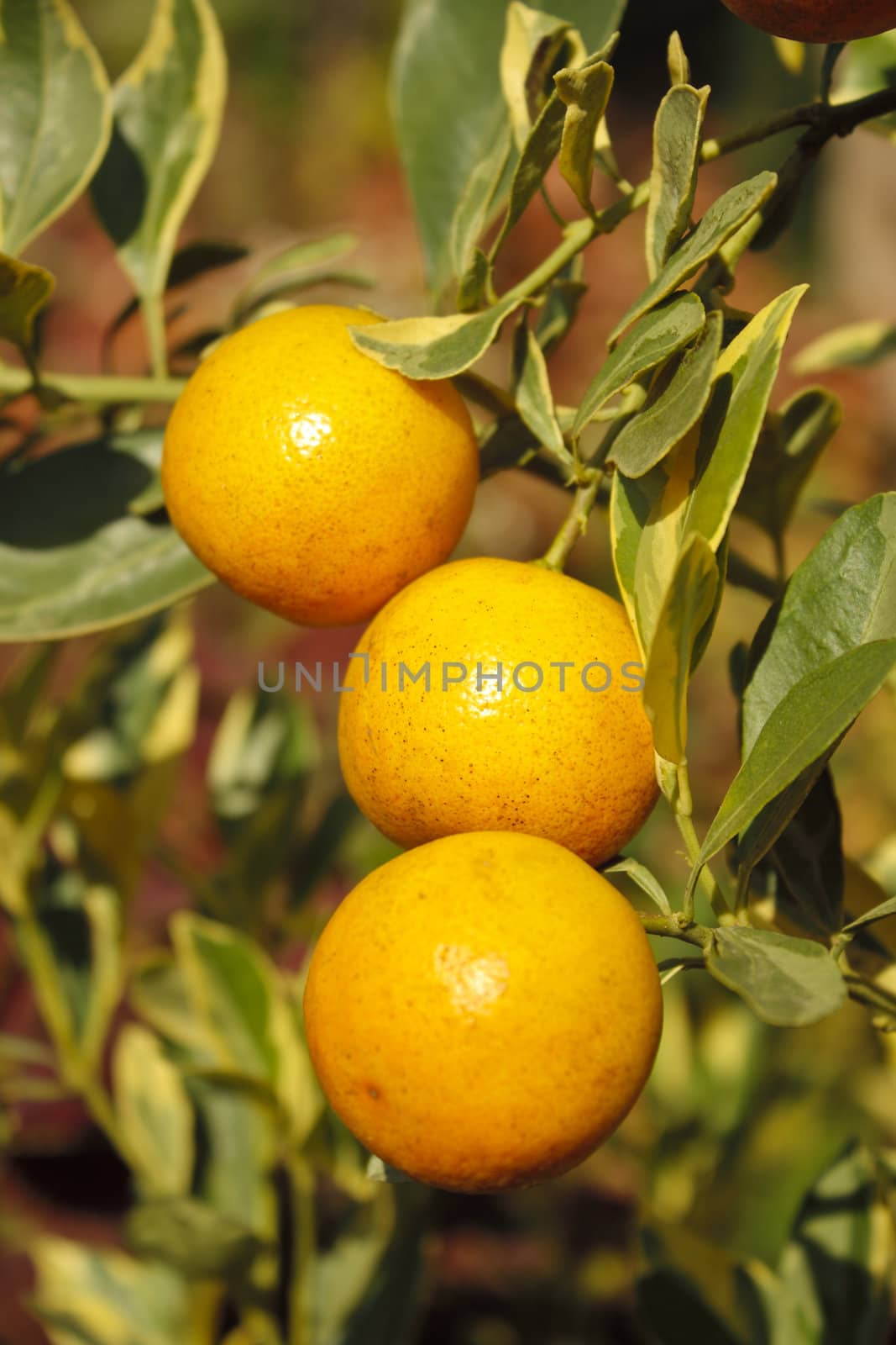 Green leaves and oranges on the tree