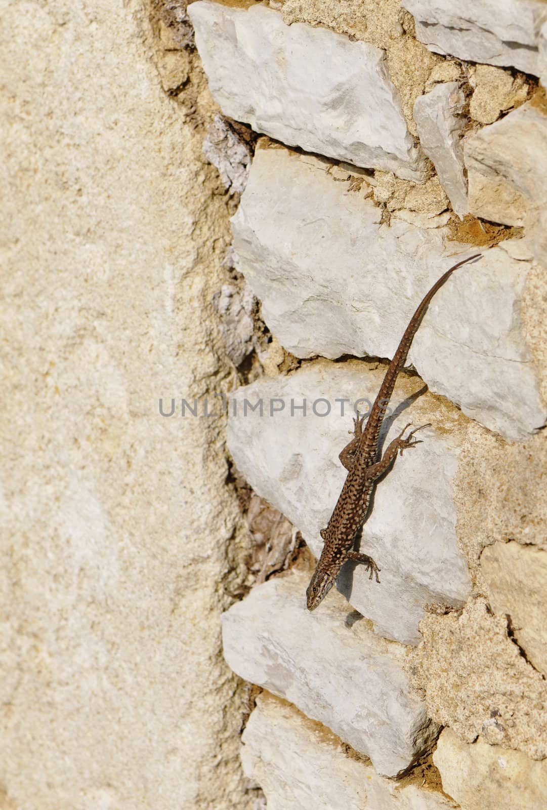Brown Lizard Under the Sun on a Stone Wall