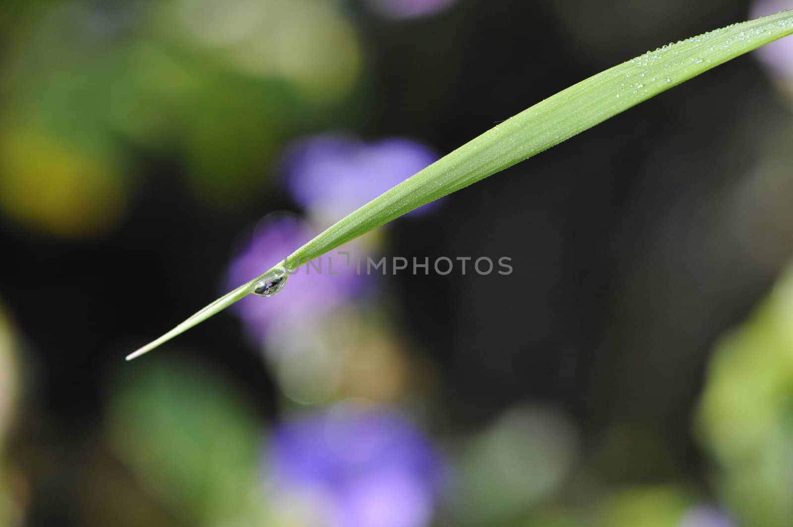 Water Drop on a Grass Stem with a Blurred Background