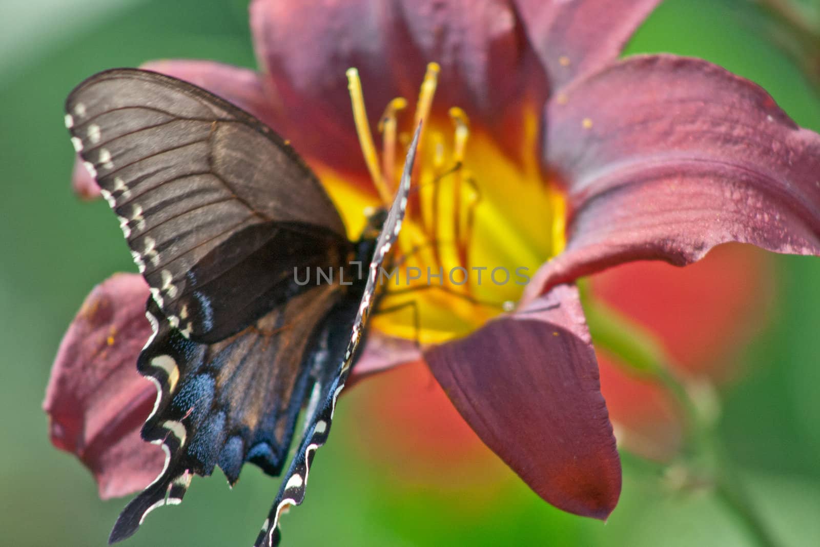 A swallow tail butterfly takes time to eat from a multicolored day Lilly,