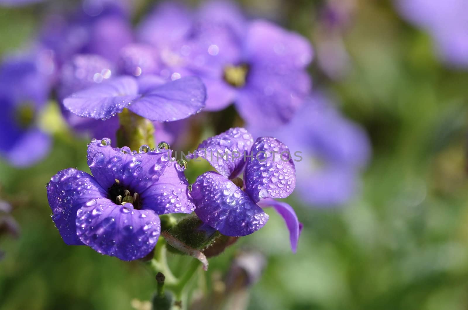 Water Droplets on Purple Flowers with a Blurred Background