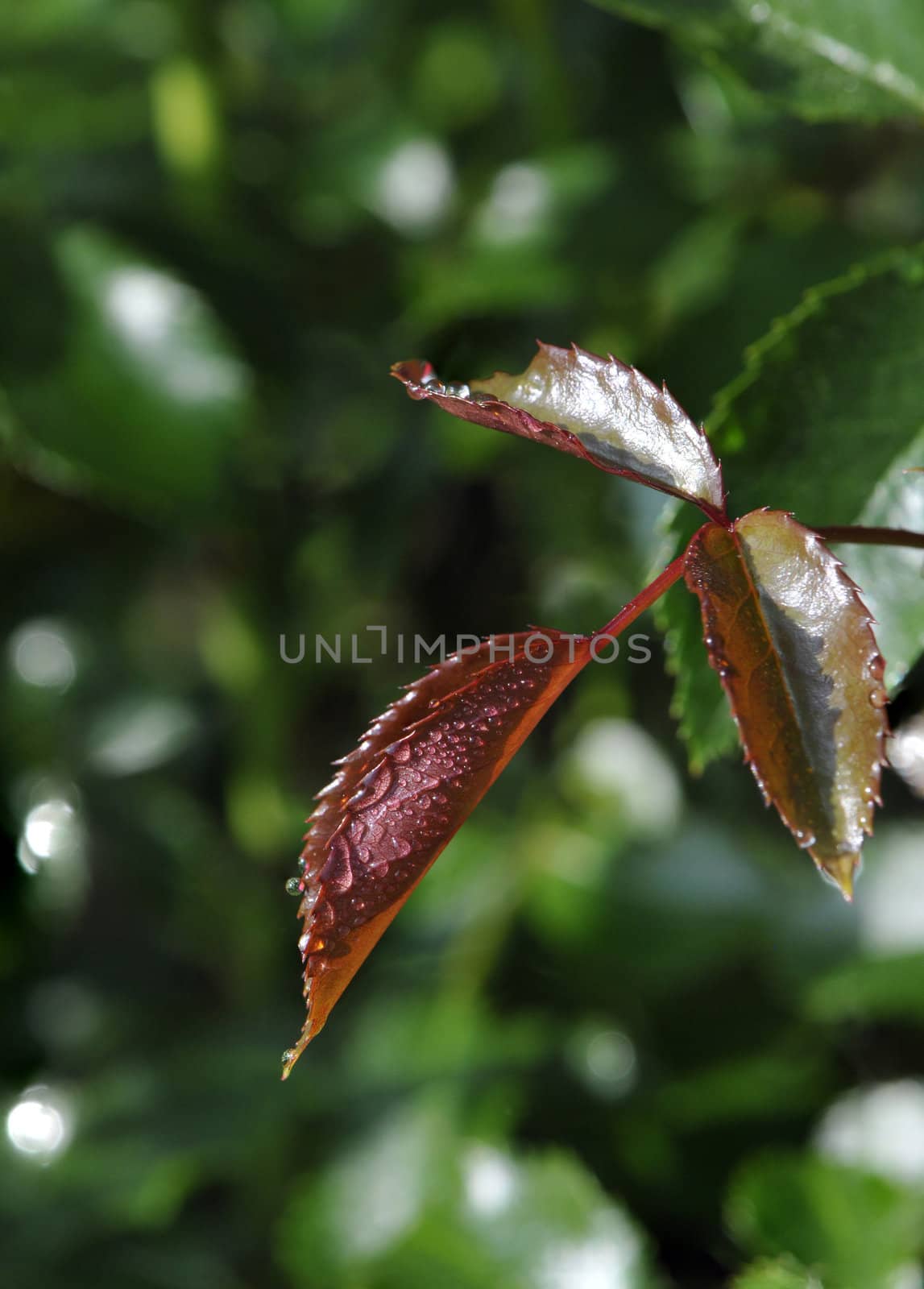 Water Droplets on Red Leafs with a Blurred Background