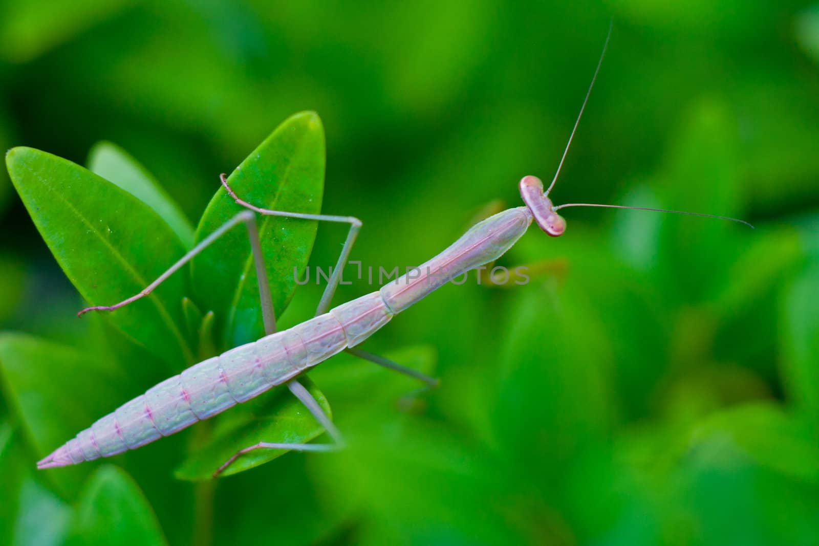 Praying Mantis Insect by rothphotosc