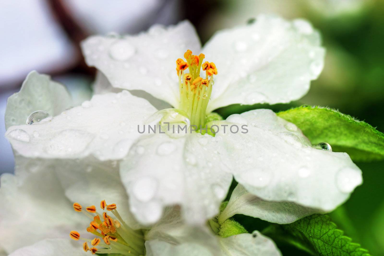 Brautiful hdr of apple tree flower after the rain, with great details and many water drops, perfect spring or floral background.