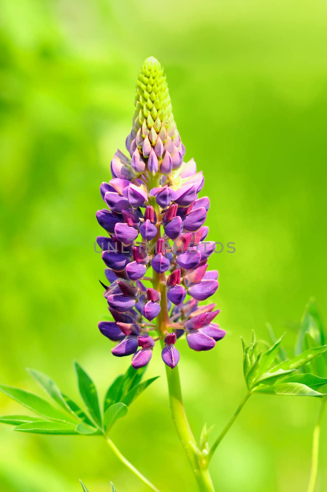 Beautiful purple lupine flower by Mirage3