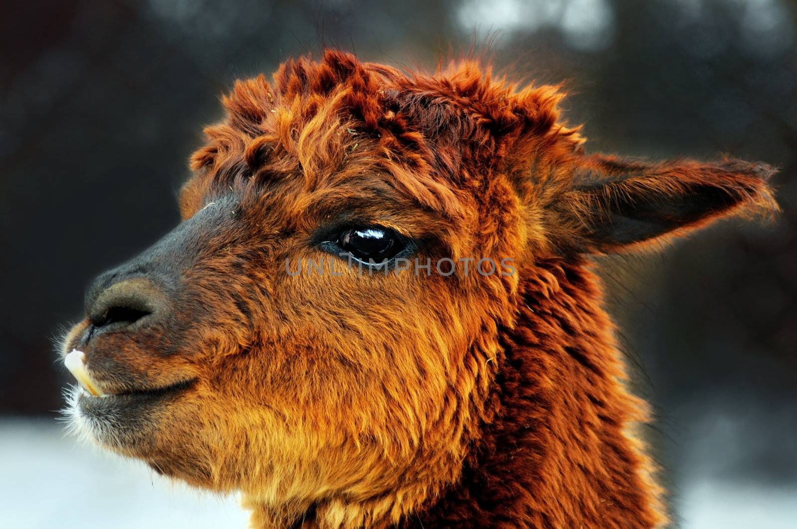 Funny face brown alpaca (lama) portrait, great details.