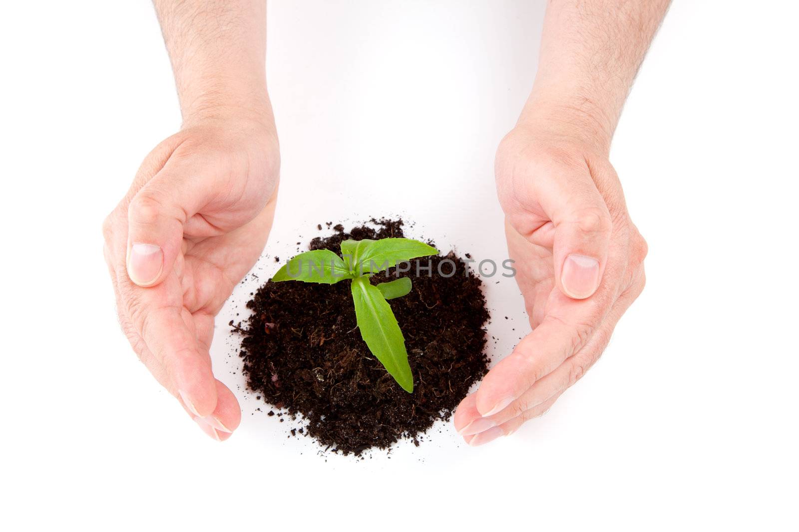 Green plant between hands, isolated on white background