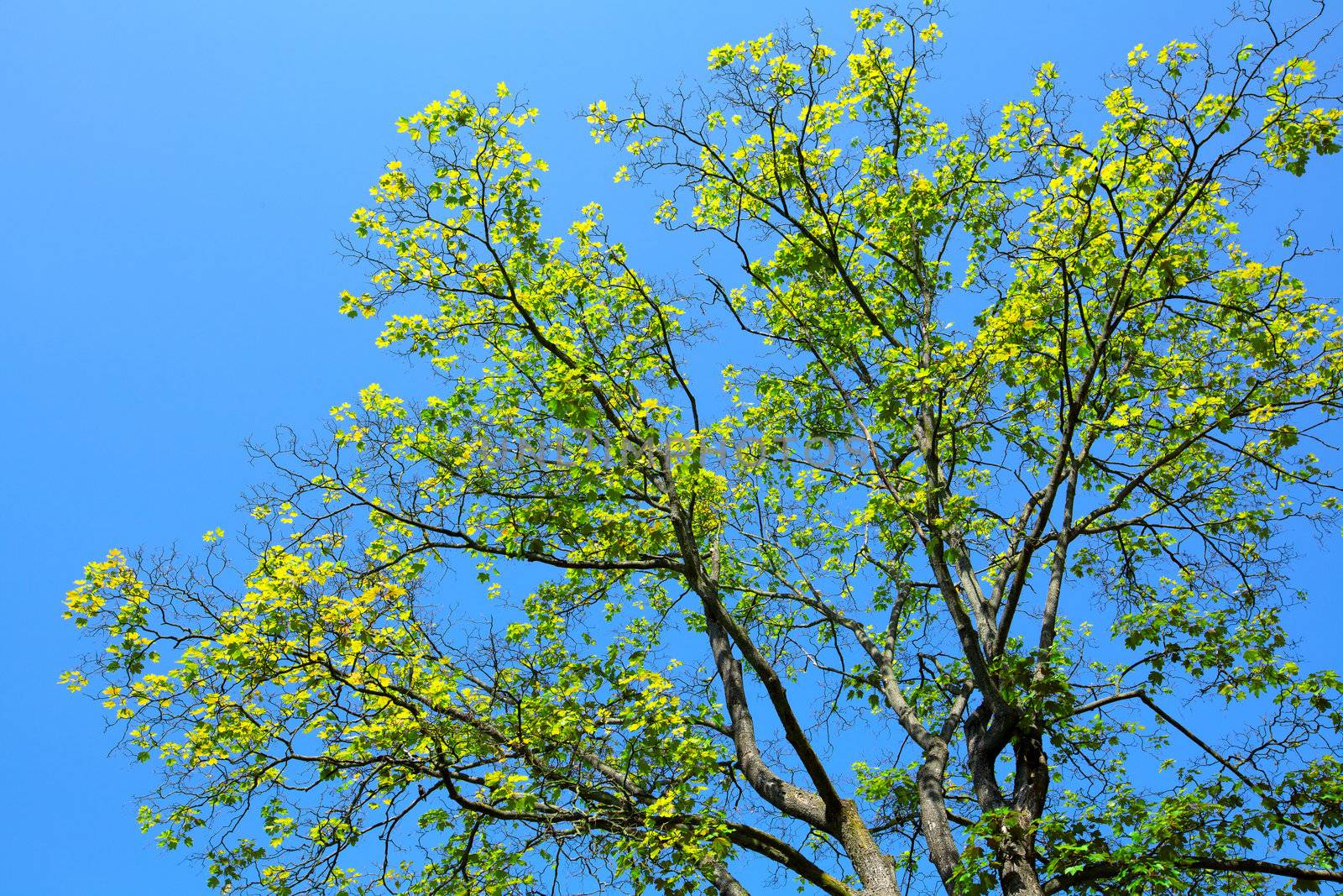 tree on blue background, with room for text