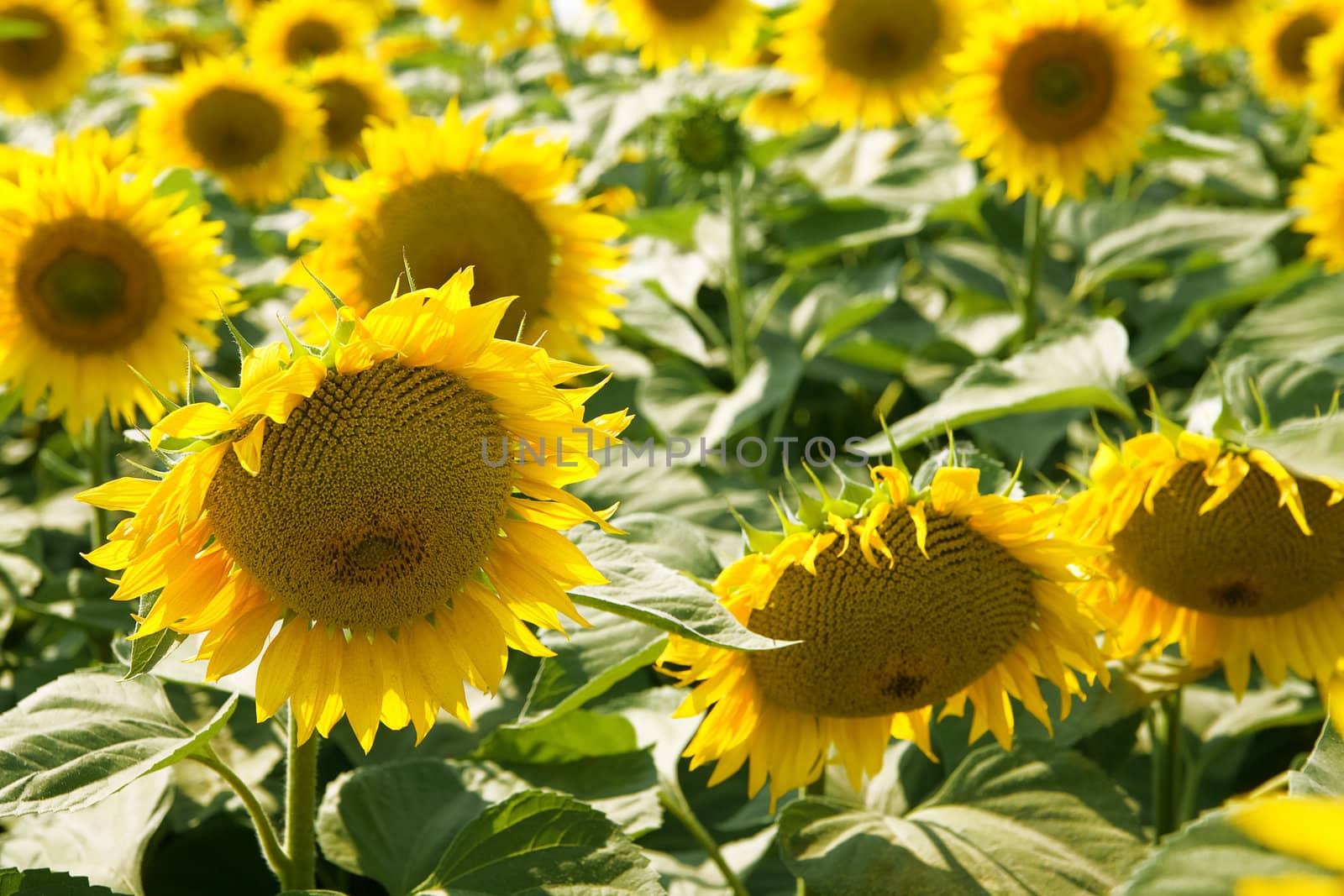 Ripe bright sunflowers growing on a farmer field in the late summer
