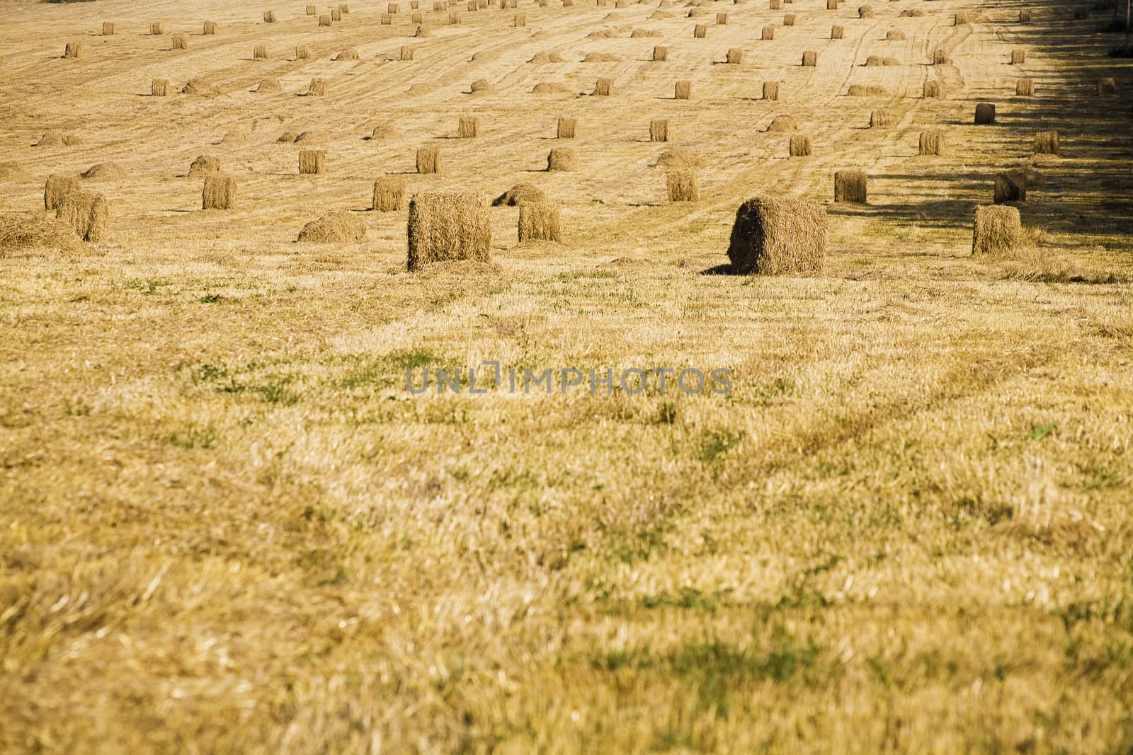 Yellow haystacks on a pure field from a crop in the late summer