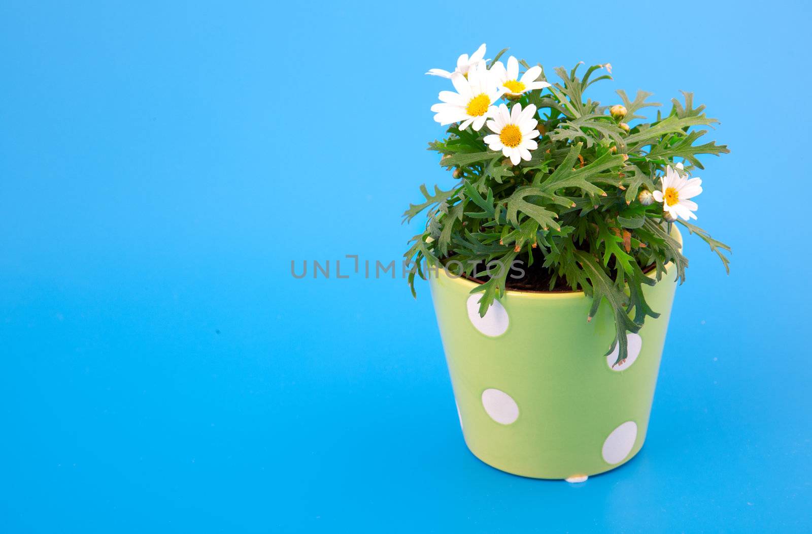 marguerite on blue background